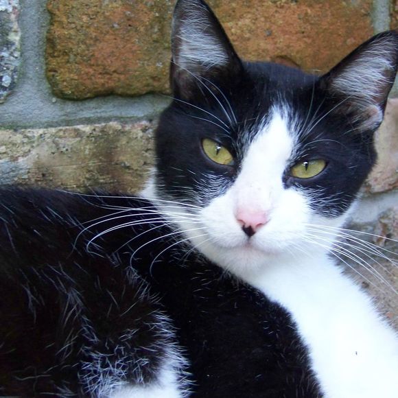 Meet your Posher, Alice - Picture 1 of 1